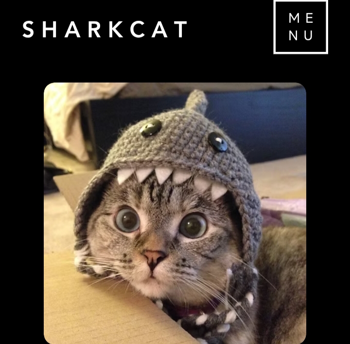 SharkCat